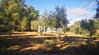 Terreno de 4920 m² em Castelo Branco