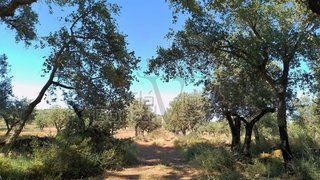 Terreno em Estremoz