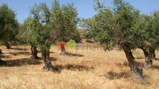 Land for sale in Vidigueira, Portugal — €26,000