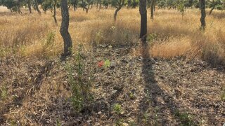 Terreno em Almodôvar