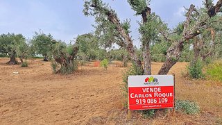 Land for sale in Cuba, Portugal — €17,500