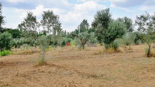 Land for sale in Cuba, Portugal — €23,500