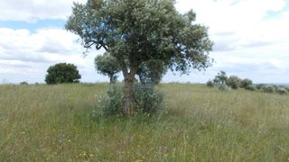 Terreno de 6680 m² em Santarém