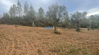Terreno de 4100 m² em Castelo Branco