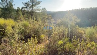 Terreno de 4360 m² em Castelo Branco