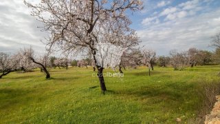 Terreno de 8250 m² em Faro