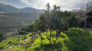 Land for sale in Tabuaço, Portugal — €43,000