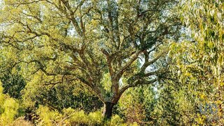 Land for sale in Rio Maior, Portugal — €27,500