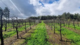 Land for sale in Ferreira do Zêzere, Portugal — €40,000