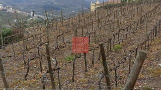 Land for sale in Peso da Régua, Portugal