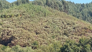 Terreno de 4960 m² em Arganil