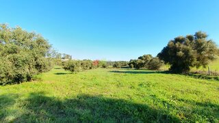 Terreno em Montemor-o-Novo
