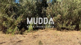 Terreno em Murtosa