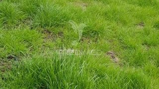 Land for sale in Peso da Régua, Portugal — €30,000