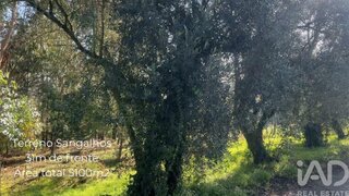 Land for sale in Anadia, Portugal — €59,500