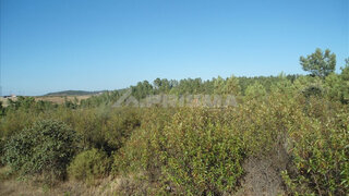 Terreno de 60 576 m² em Castelo Branco