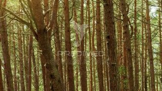 Terreno em Alijó