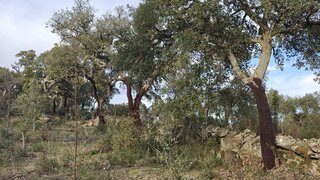 Land for sale in Idanha-a-Nova, Portugal — €7,500