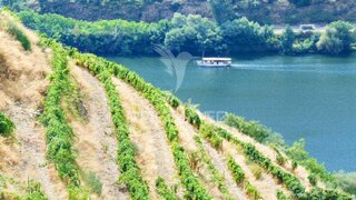 Land for sale in Peso da Régua, Portugal — €180,000