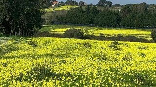Land for sale in Palmela, Portugal — €105,000