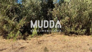Land for sale in Murtosa, Portugal — €9,000