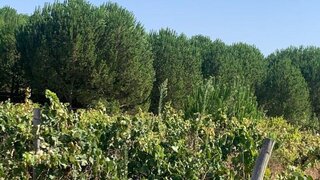 Land for sale in Palmela, Portugal — €260,000