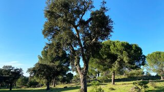 Land for sale in Palmela, Portugal — €750,000