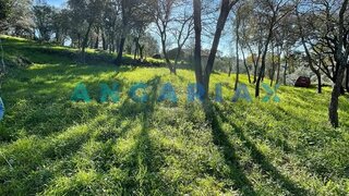 Terreno em Tomar · 1160 m² · 17 000 €