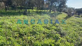 Land for sale in Tomar, Portugal — €17,000