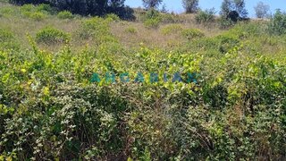 Land for sale in Batalha, Portugal — €72,500