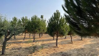 Land for sale in Seia, Portugal — €100,000