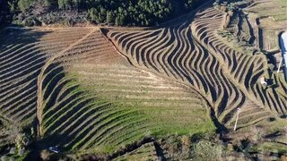 Terreno em Alijó