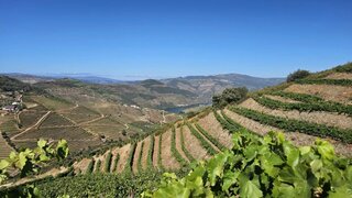 Land for sale in São João da Pesqueira, Portugal — €1,150,000