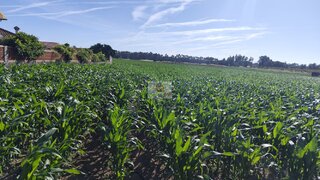 Land for sale in Vagos, Portugal — €38,000