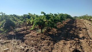 Land for sale in Reguengos de Monsaraz, Portugal — €22,000