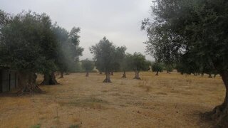 Terreno · 7250 m² · 19 500 €