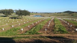 Land for sale in Alandroal, Portugal — €290,000