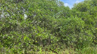 Terreno · 5000 m² · 12 000 €