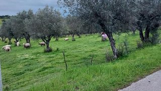 Terreno em Alandroal
