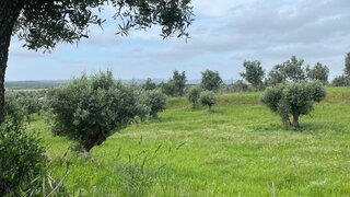 Terreno · 6250 m² · 18 000 €