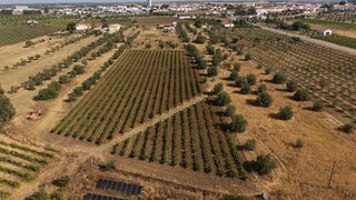 Land for sale in Reguengos de Monsaraz, Portugal — €21,000