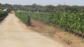 Terreno · 110 730 m² · 357 000 €