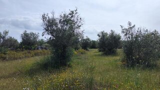 Terreno em Reguengos de Monsaraz