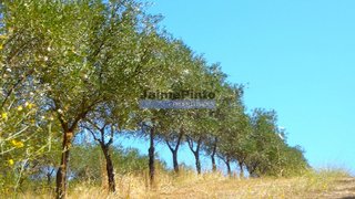 Land for sale in Vila Real, Portugal — €12,700,000