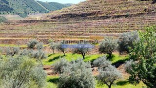 Land for sale in Vila Nova de Foz Côa, Portugal — €285,000