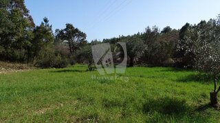 Terreno de 5000 m² em Castelo Branco