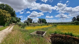 Terreno de 9750 m² em Castelo Branco