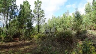 Terreno de 3120 m² em Castelo Branco