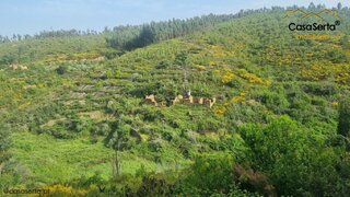 Land for sale in Sertã, Portugal — €65,000