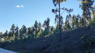 Terreno em Sertã